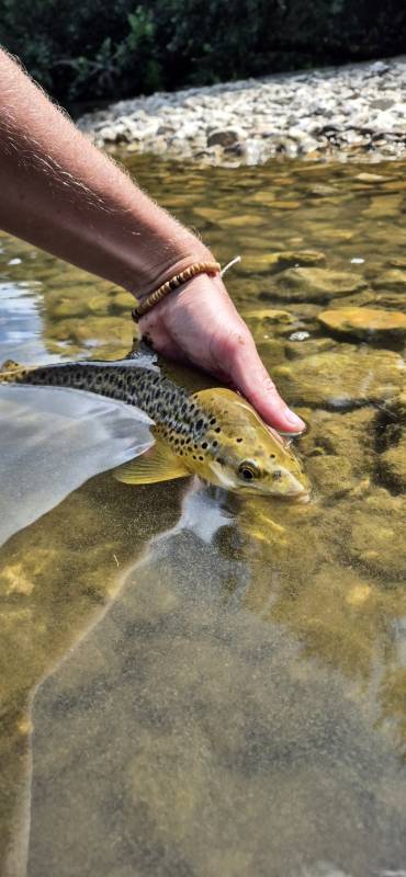 Brown trout in River Stour