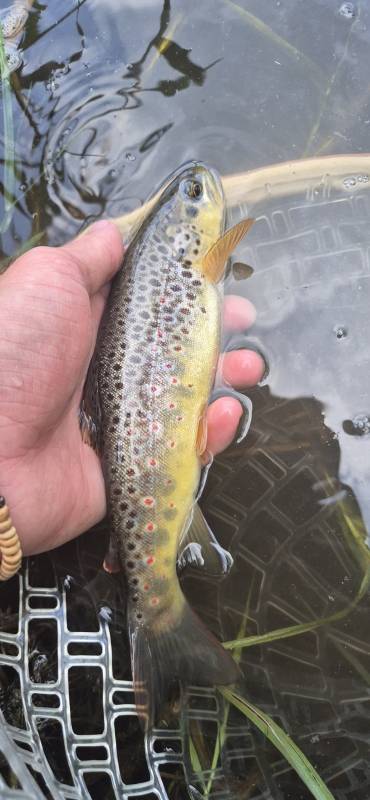 Brown trout in Sheffield
