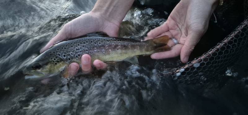 Brown trout in River Frome
