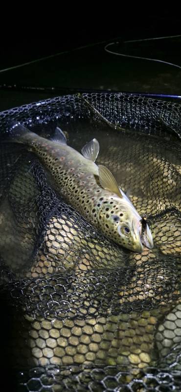 Brown trout in River Stour
