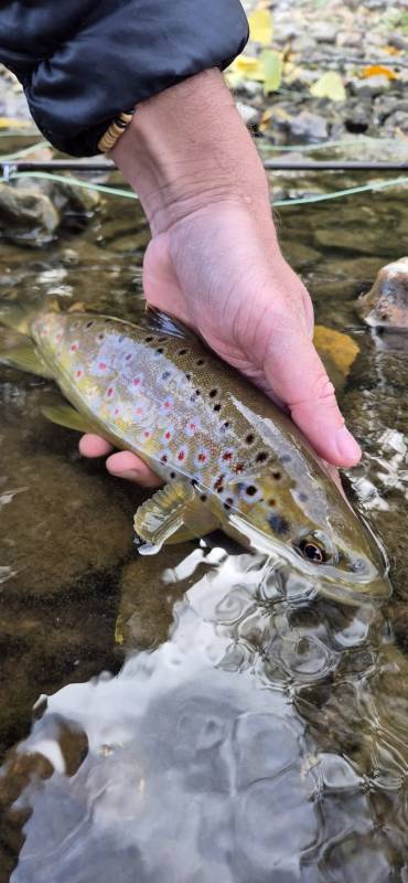 Brown trout in United Kingdom