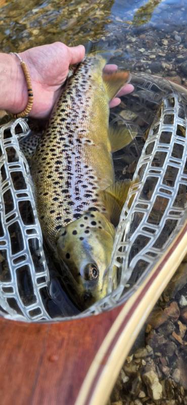 Brown trout in United Kingdom