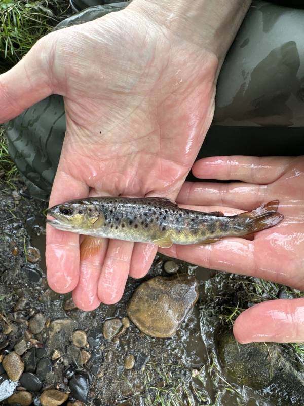 Brown trout in United Kingdom