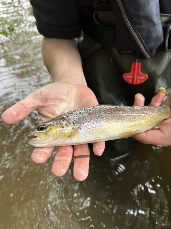 Brown trout in United Kingdom