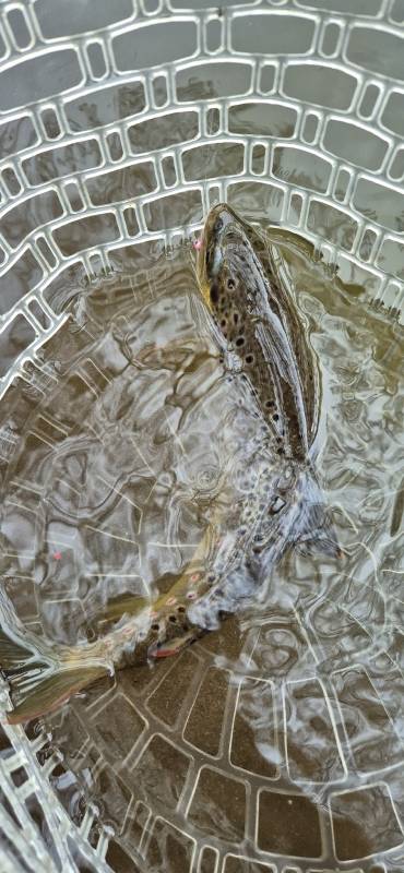 Brown trout in United Kingdom