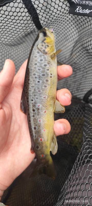 Brown trout in Northern Ireland