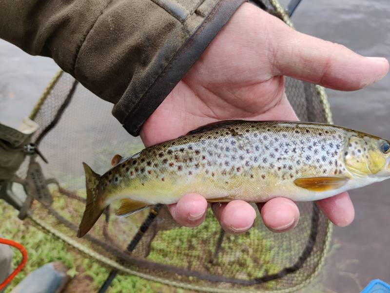 Brown trout in Carlisle