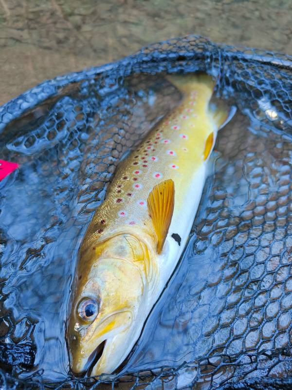 Brown trout in Ross-on-Wye