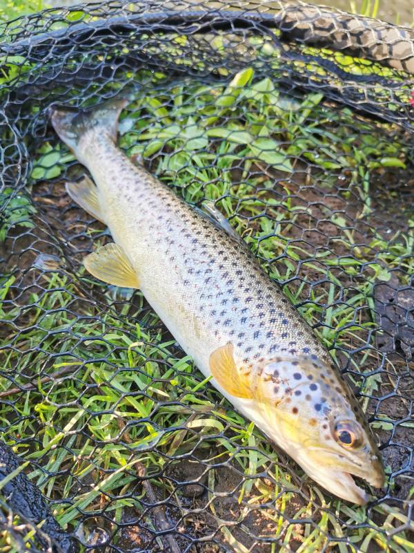 Brown trout in River Chew