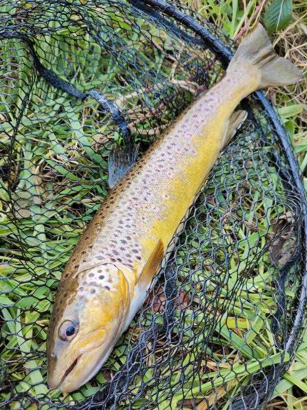 Brown trout in Ross-on-Wye