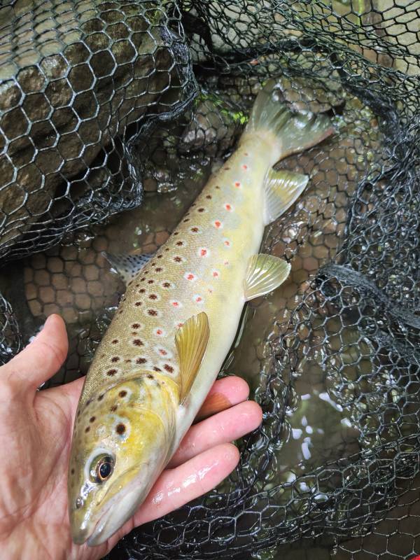 Brown trout in Ross-on-Wye