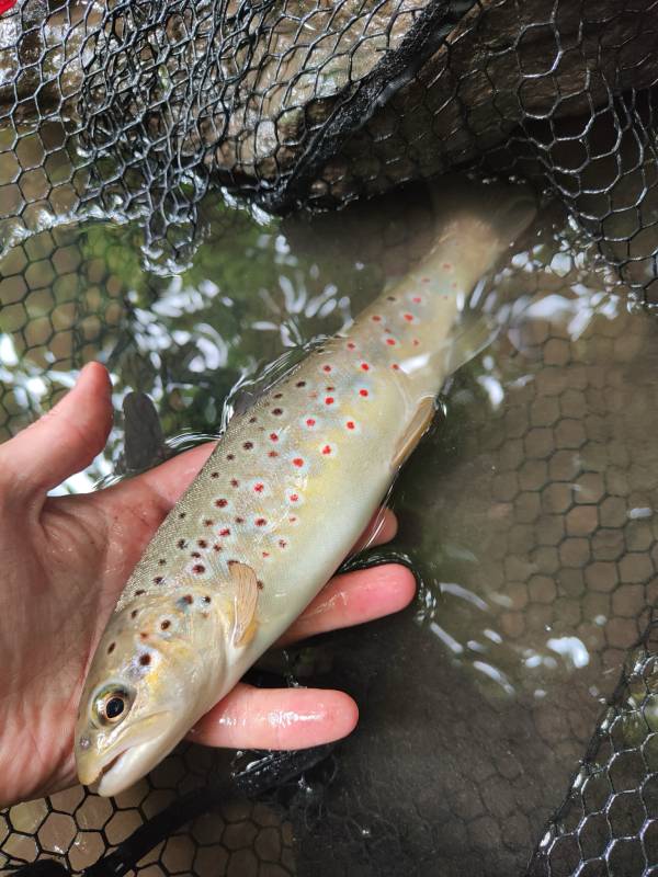 Brown trout in Ross-on-Wye