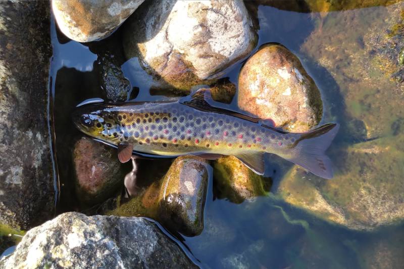 Brown trout in Perth and Kinross