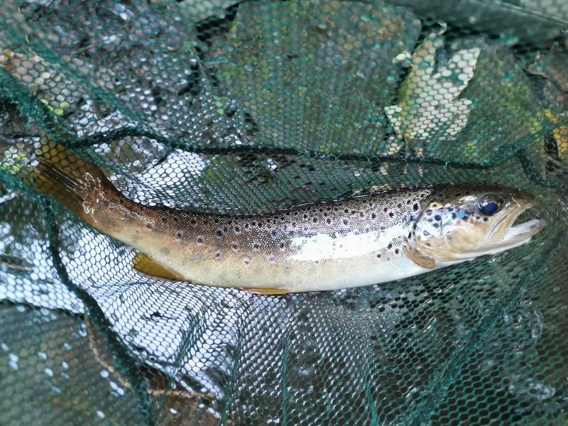 Brown trout in Cornwall