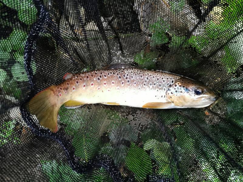 Brown trout in Cornwall