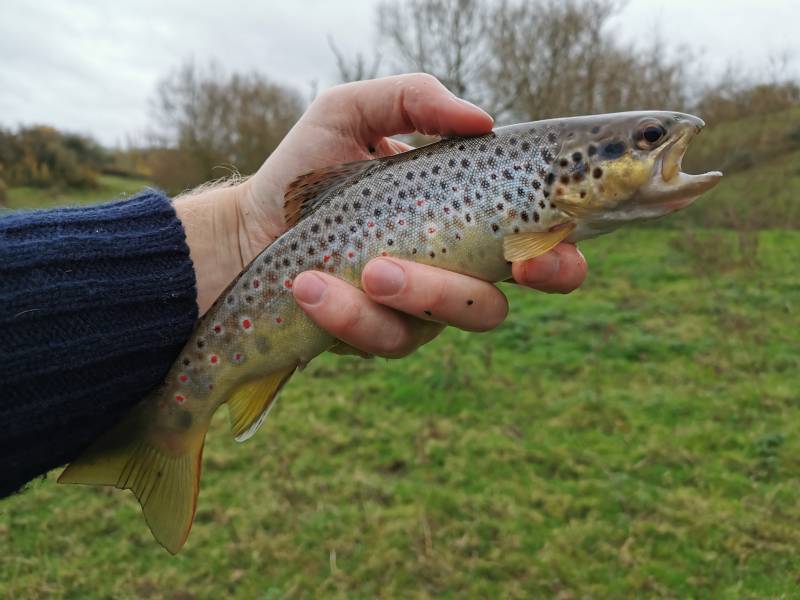 Brown trout in Newport
