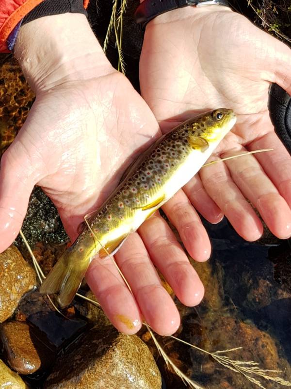 Brown trout in Scotland