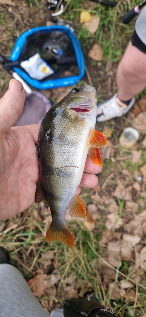 European perch in United Kingdom